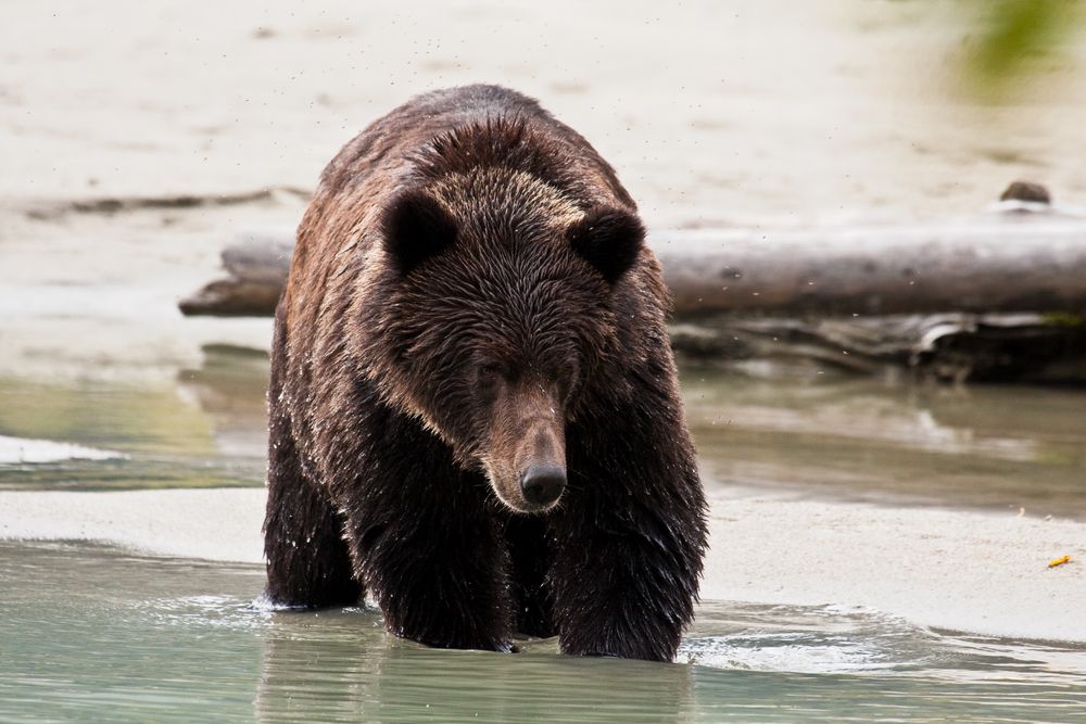 Grizzly bear (Ursus arctos horribilis)