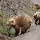 Grizzly Bears