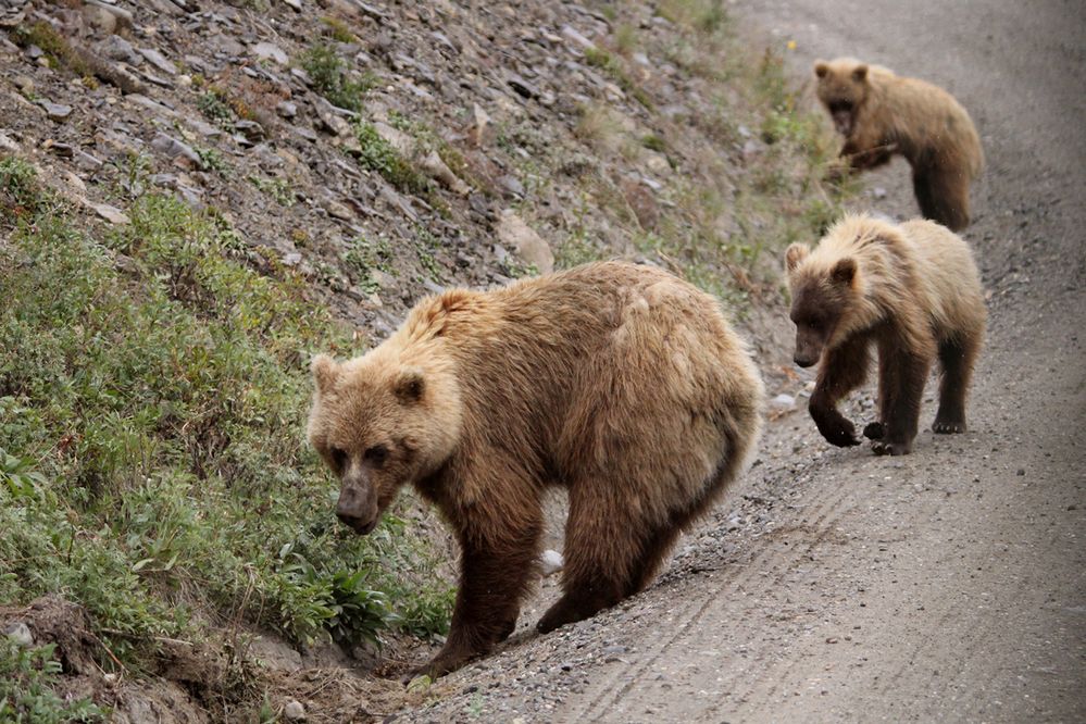 Grizzly Bears