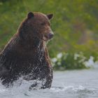 Grizzly beim Fischen