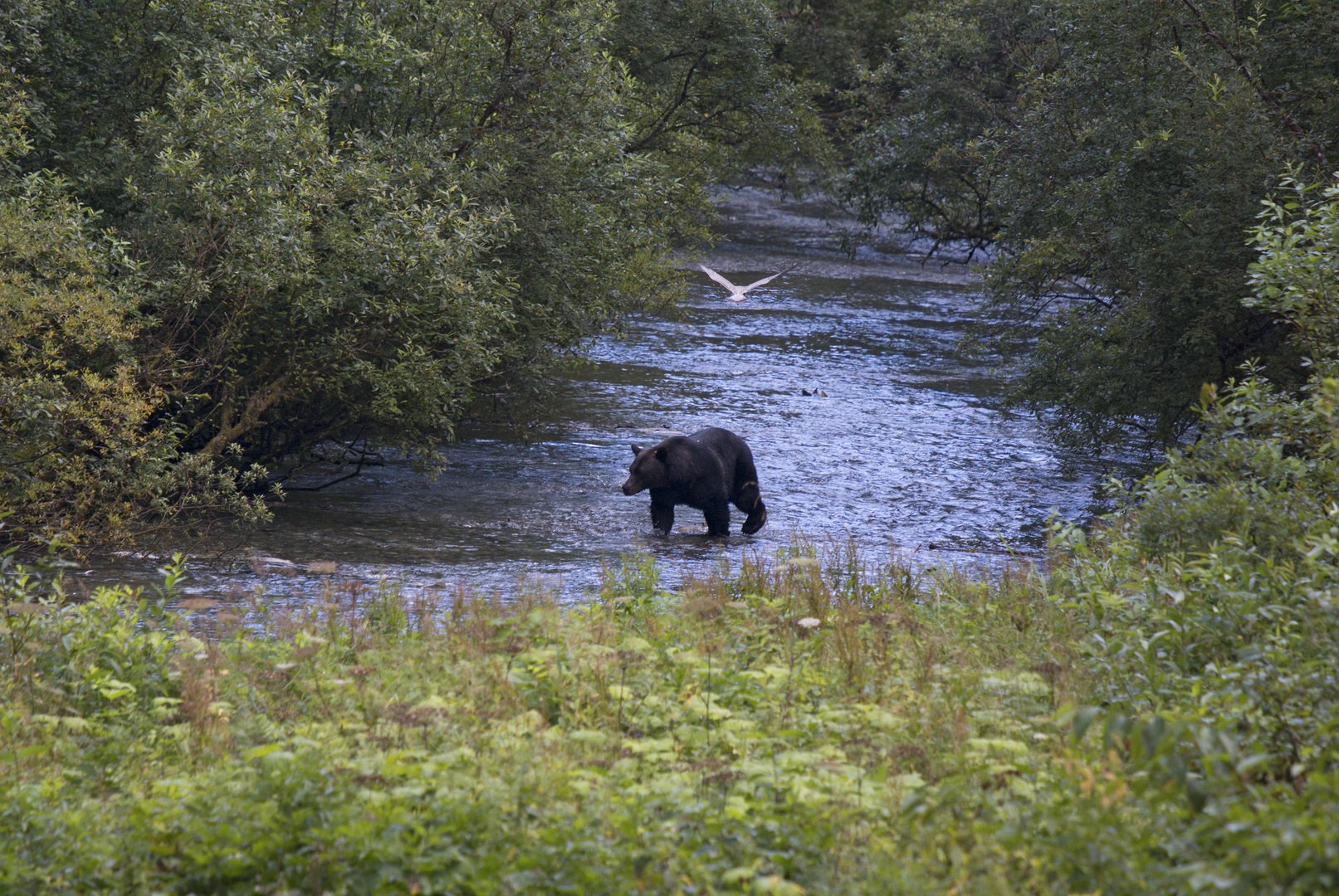 Grizzly beim Fischen