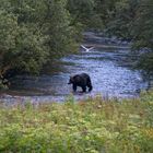 Grizzly beim Fischen