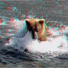 Grizzly beim Lachsfang - 3D Anaglyphe