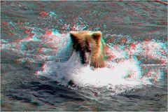 Grizzly beim Lachsfang - 3D Anaglyphe