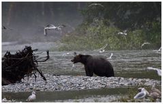 Grizzly beim Lachsfang