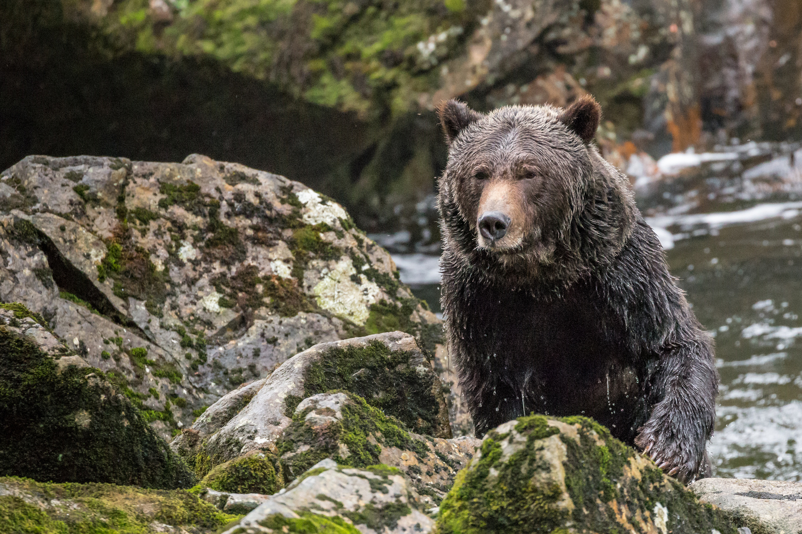 Grizzly beim Lachsfischen