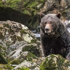 Grizzly beim Lachsfischen