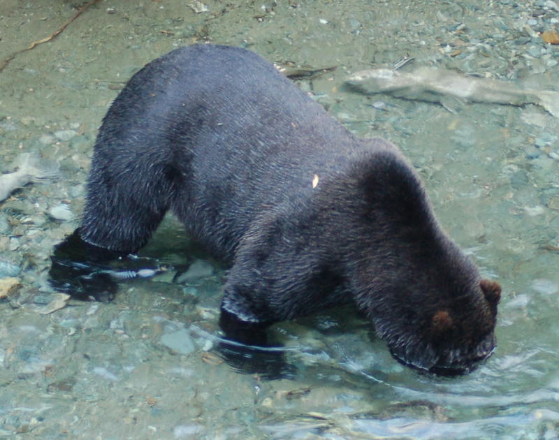 Grizzly - Braunbär