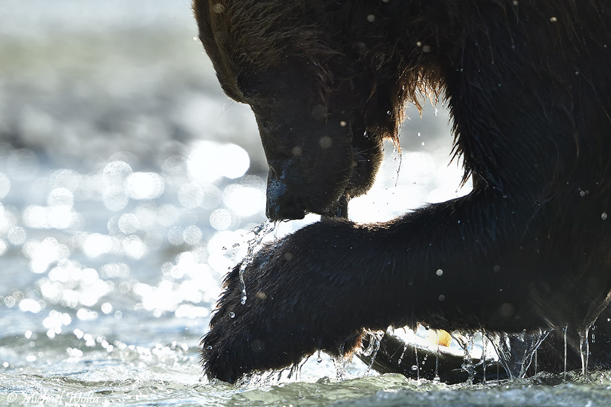 Grizzly Close-Up