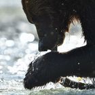 Grizzly Close-Up