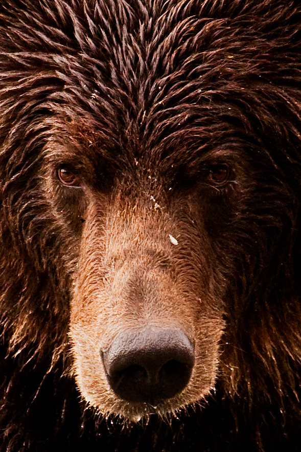 Grizzly - Close-up