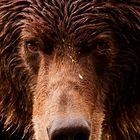 Grizzly - Close-up