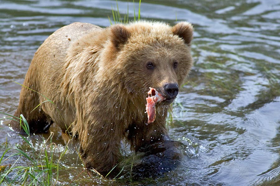 Grizzly Cub