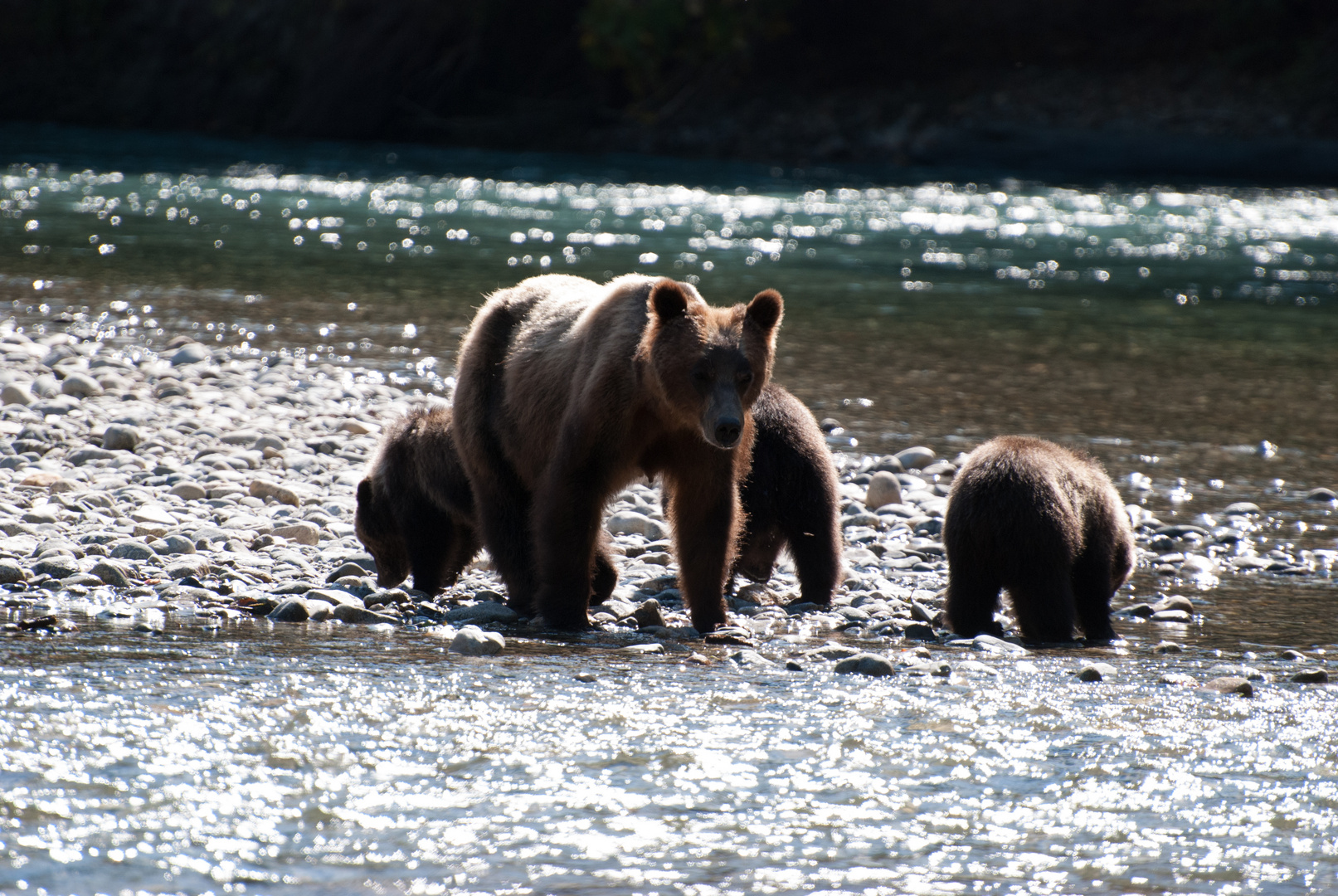 Grizzly cubs