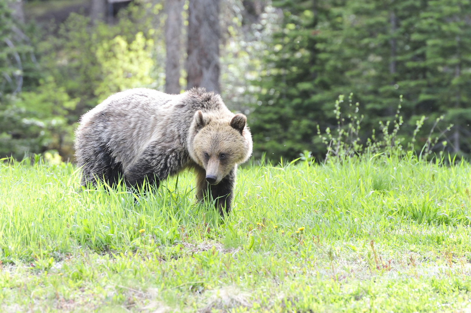 Grizzly Foto & Bild north america, canada, the west Bilder auf