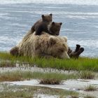 Grizzly-Familie