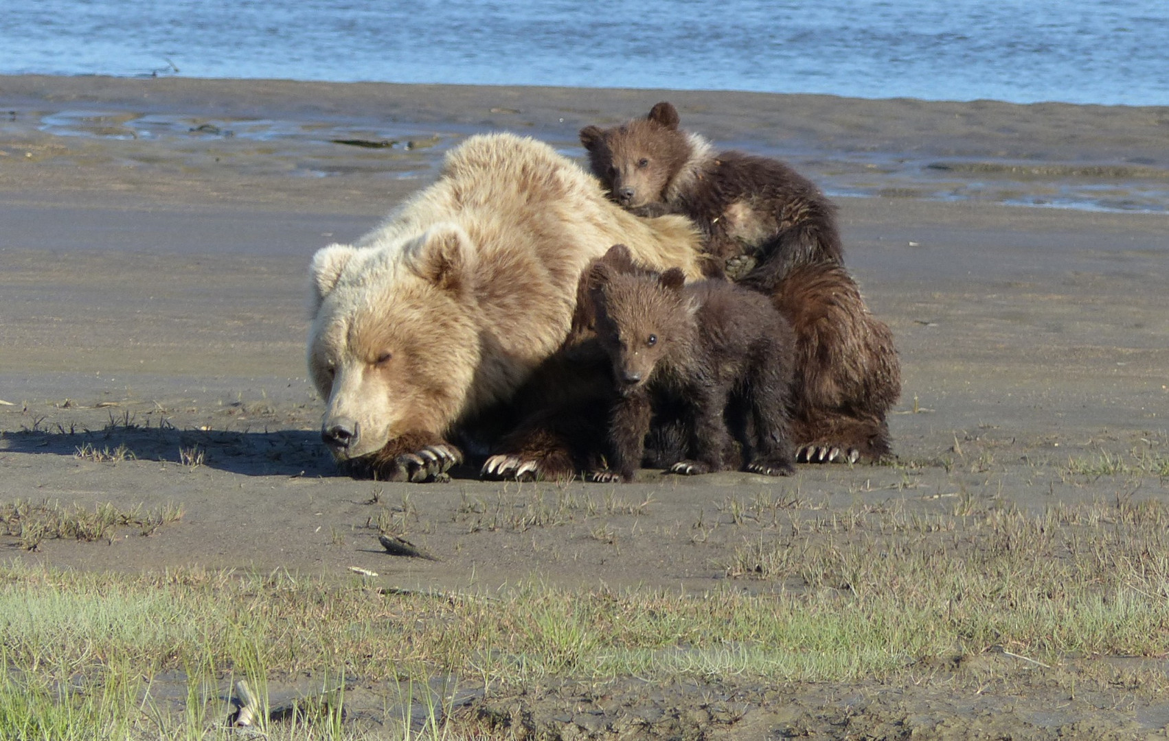 Grizzly Family