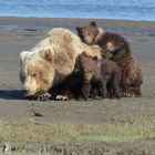 Grizzly Family