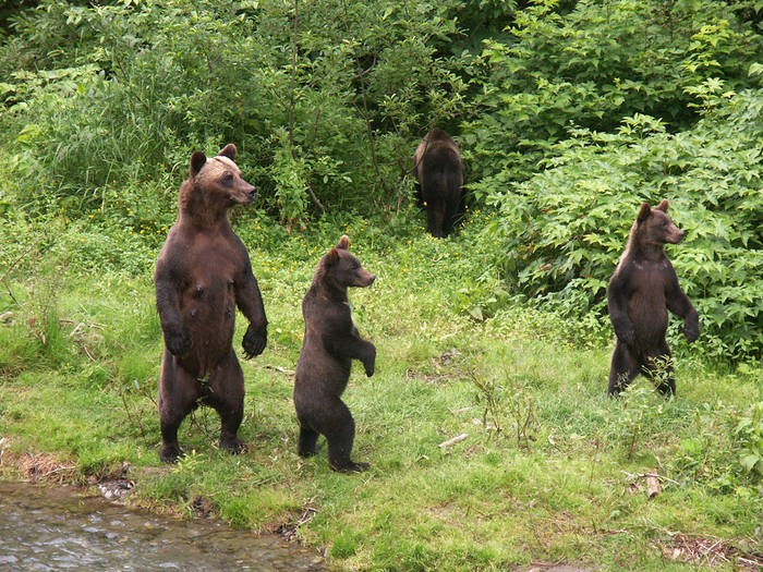 Grizzly family