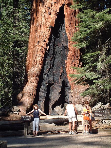 Grizzly Giant im Yosemite NP