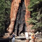 Grizzly Giant im Yosemite NP