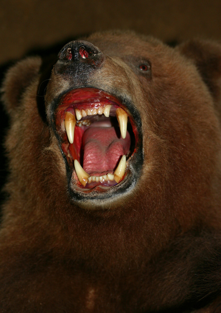 Grizzly hautnah