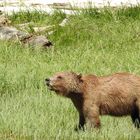 Grizzly II