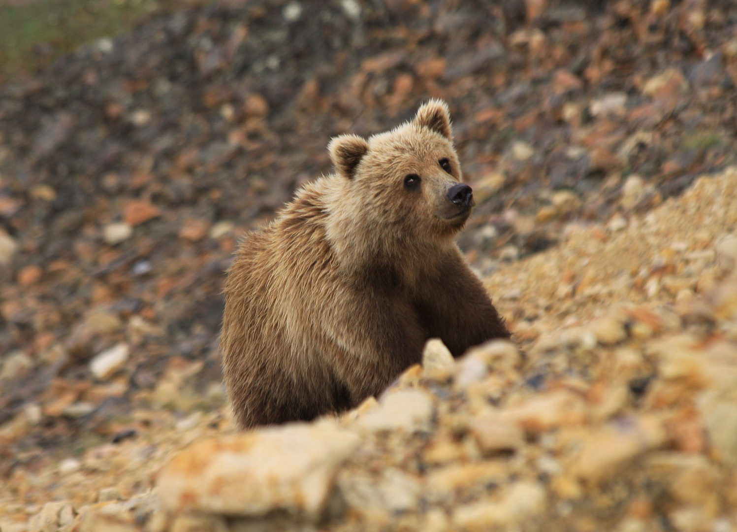 Grizzly im Denali