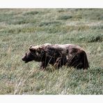 Grizzly im Denali National Park