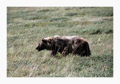 Grizzly im Denali National Park