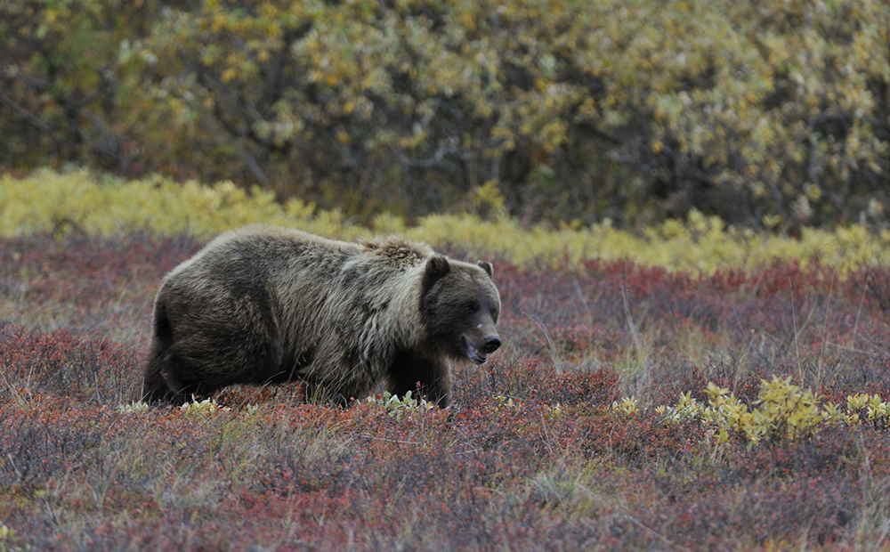 Grizzly im Denali NP