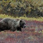 Grizzly im Denali NP