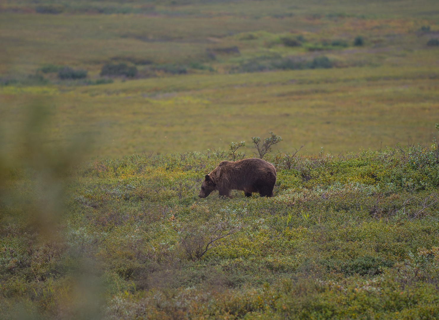 Grizzly im Denali NP   DSC_0112