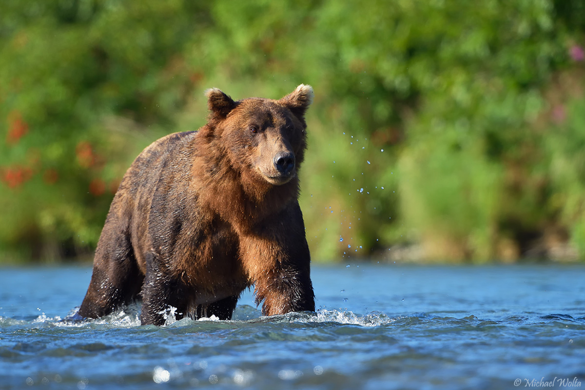 Grizzly im Fluß