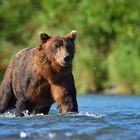 Grizzly im Fluß