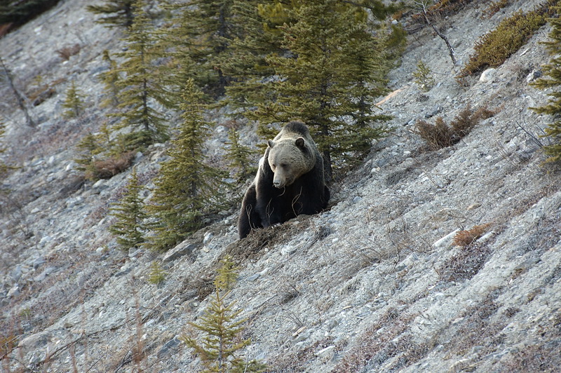Grizzly im Jasper/Banff National Park, Alberta, Kanada