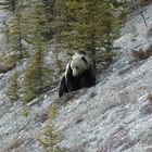 Grizzly im Jasper/Banff National Park, Alberta, Kanada