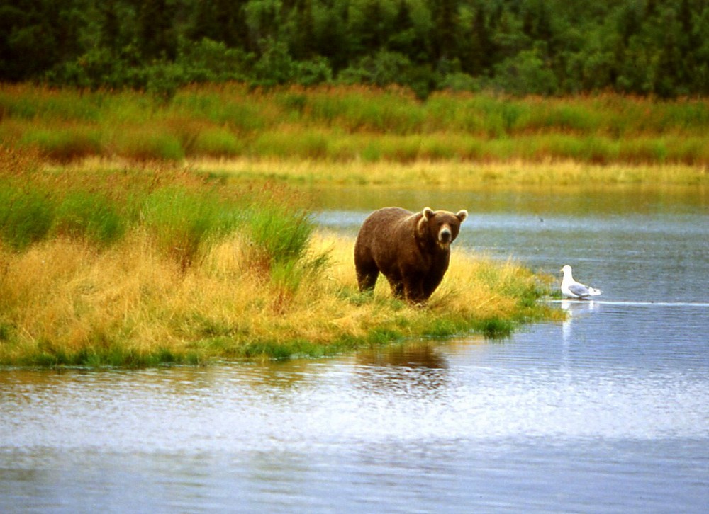 Grizzly im Katmai-Nationalpark