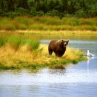 Grizzly im Katmai-Nationalpark