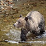 Grizzly im Knight Inlet, B.C.