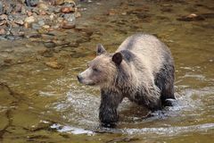 Grizzly im Knight Inlet, B.C.