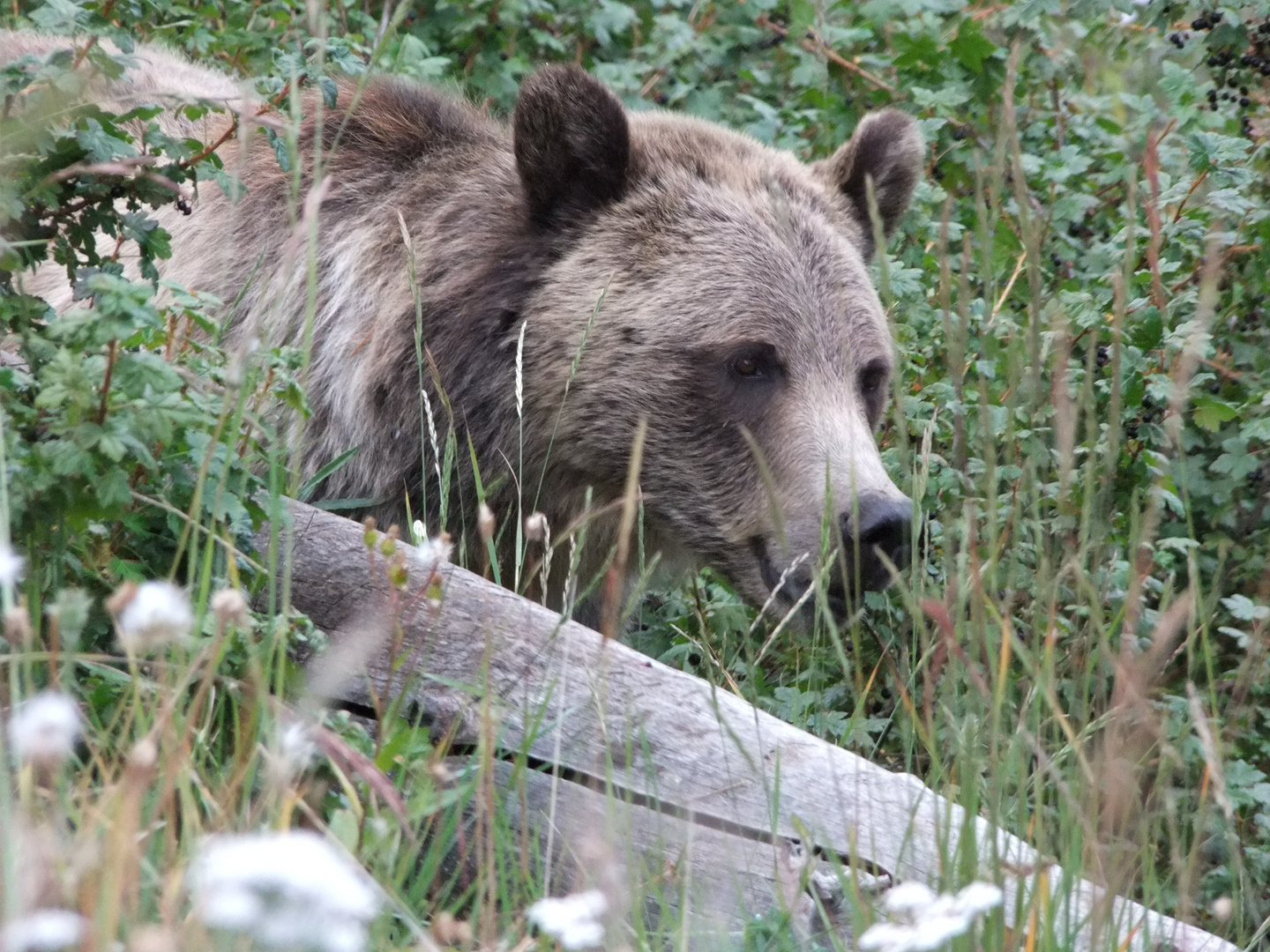 Grizzly im Yellowstone NP