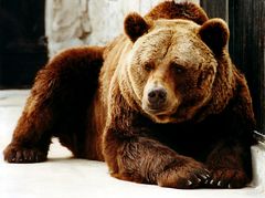 Grizzly im Zoo von Lissabon