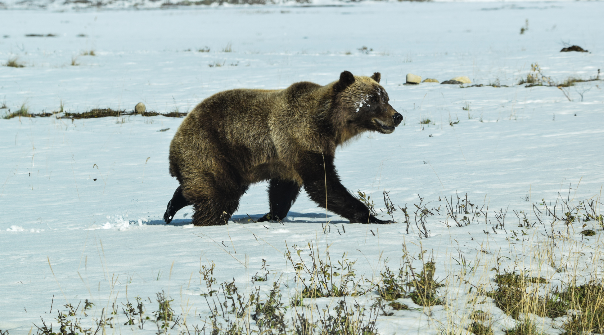 Grizzly in Alaska