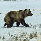 Grizzly in Alaska