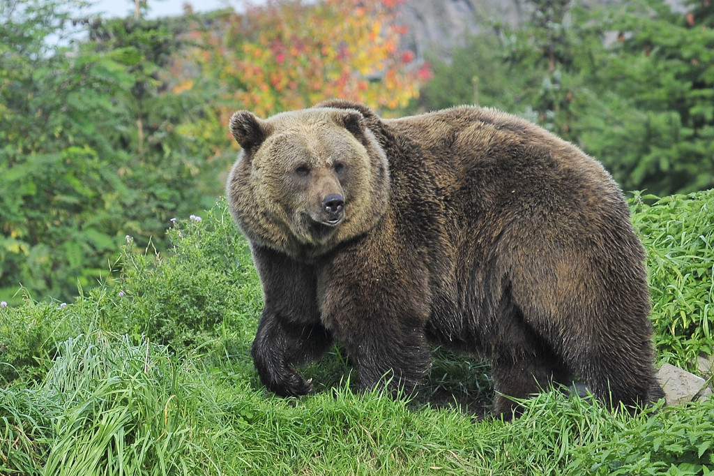 Grizzly in der Zoom-Erlebniswelt (Zoo GE)