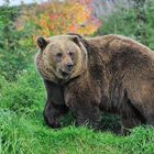 Grizzly in der Zoom-Erlebniswelt (Zoo GE)