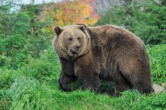 Grizzly in der Zoom-Erlebniswelt (Zoo GE)