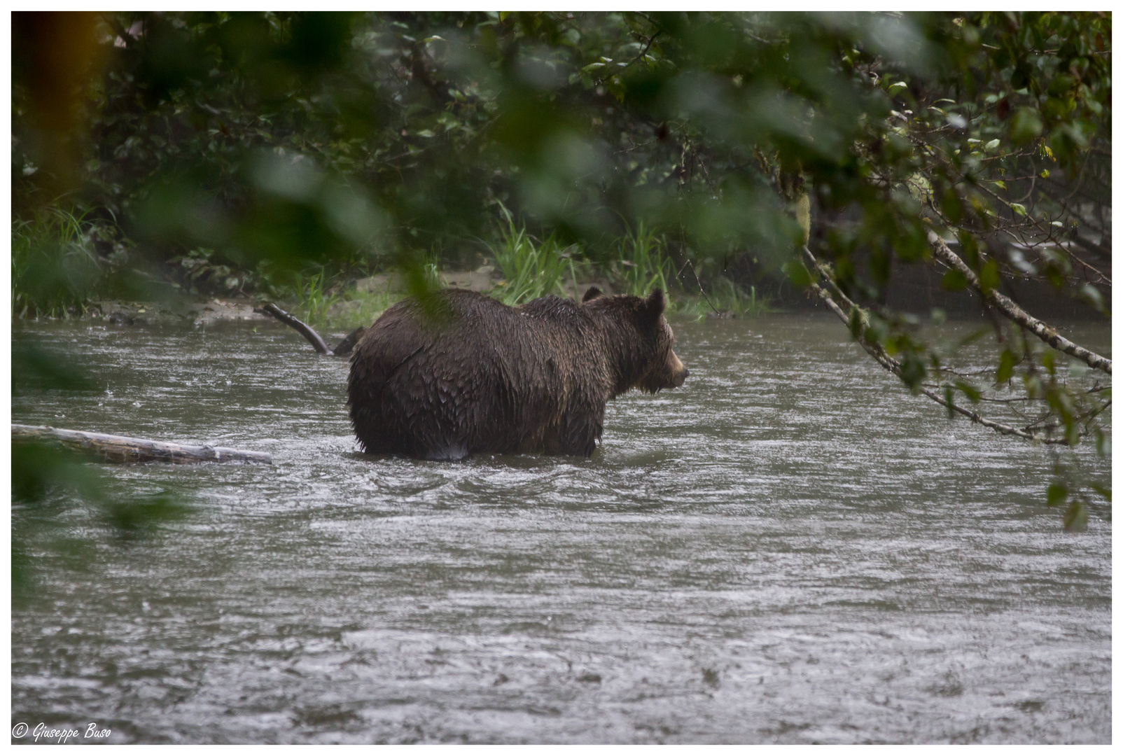 Grizzly in Kanada