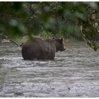 Grizzly in Kanada